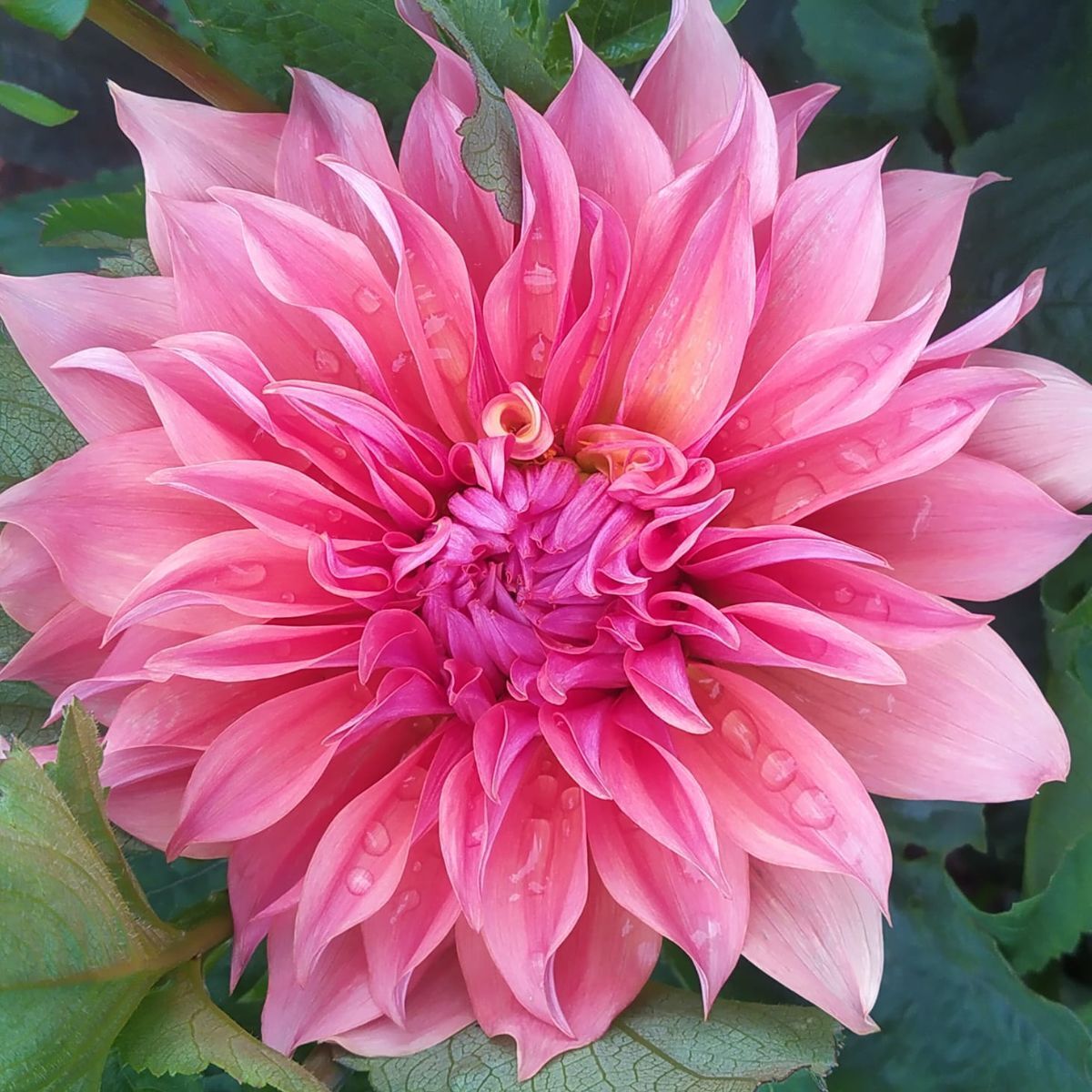 Dahlia- Carlos Watermelon (Tuber)